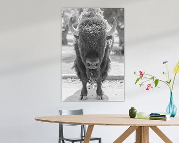 Zähes und kräftiges Bison von DsDuppenPhotography