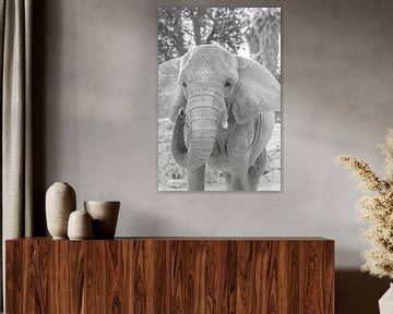 Close Up Elephant by DsDuppenPhotography