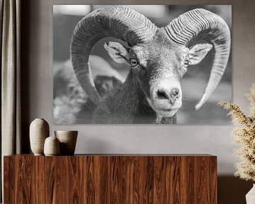 Mouflon of Fasano by DsDuppenPhotography