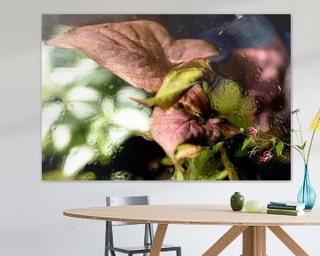 Macro foto van een paars groene plant met waterdruppels van Robrecht Kruft