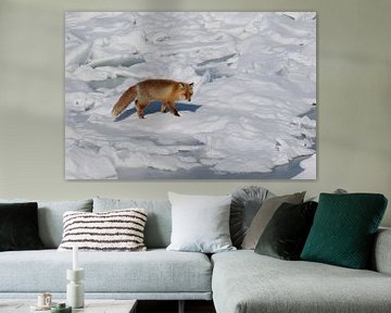 Ezo rode vos op het zeeijs van Erik Verbeeck