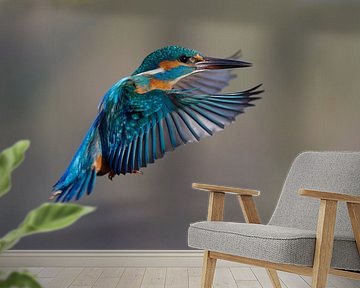 Kingfisher in flight by Kingfisher.photo - Corné van Oosterhout