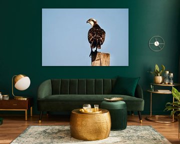 Balbuzard pêcheur se reposant sur un poteau