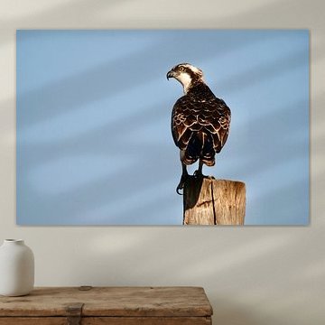 Fischadler auf einem Pfahl ruhend