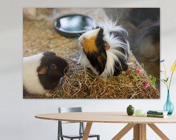 grappig uitziende cavia's in een kooi in een dierenwinkel van JGL Market