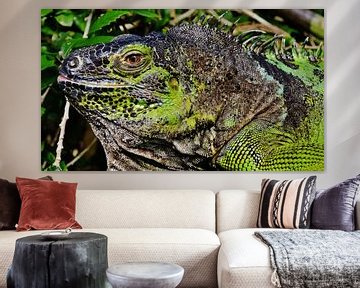 green iguana lizard by Werner Lehmann