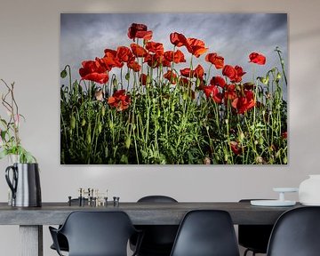red poppy in stormy weather