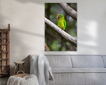 Orange fronted parakeet | Bird | Mexico | Wildlife by Kimberley Helmendag