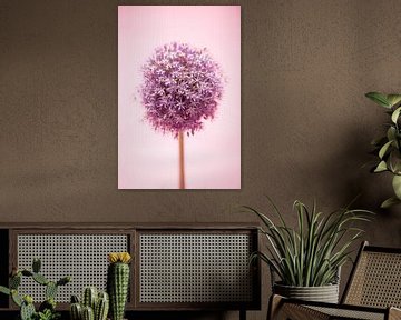 Allium against pink background by Annemarie Wolkers-Ven