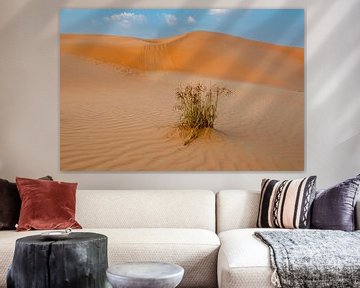 Schoonheid in de  woestijn van Anita Loos