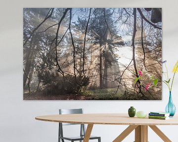 Sunbeams in the forest through fog. by Janny Beimers