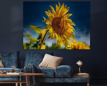 UKRAINE : Colors of Ukraine