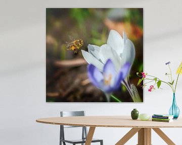 Une abeille vole vers une fleur de crocus blanc sur ManfredFotos