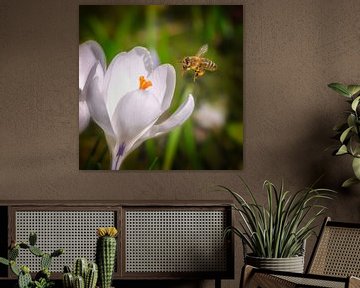 Une abeille vole vers une fleur de crocus blanc sur ManfredFotos