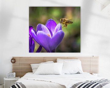 Une abeille vole vers une fleur de crocus violet sur ManfredFotos