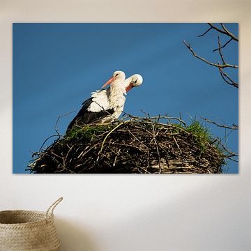 Störche auf dem Nest im Naturpark Lelystad
