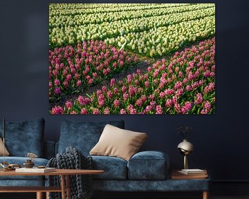 Field with colorful hyacinths in Holland by Jan Fritz