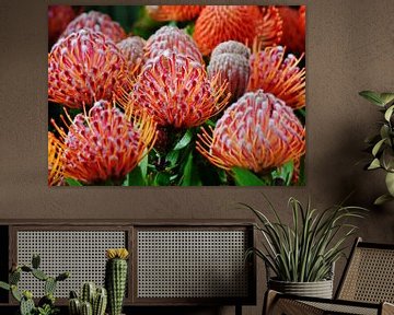 Coussin à aiguilles Protea fleurs sur Werner Lehmann