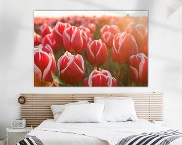 Rood witte tulpen | Landschap fotografie wall art van Ilonka Arnoczky