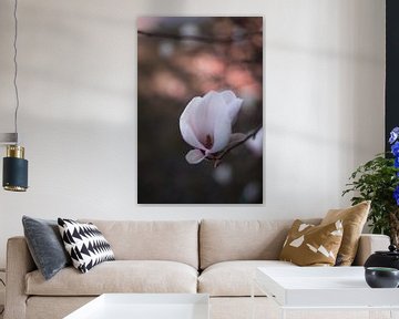 Magnolia bloesem met fijne bokeh van Mayra Fotografie
