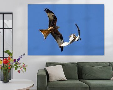 Buizerd valt rode wouw aan