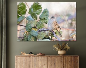 Dunnock by Janneke Hollebrandse