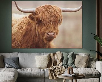 Scottish Highlander by Janneke Hollebrandse