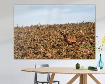 Fazant op het weiland in de ochtend van Marcel Derweduwen