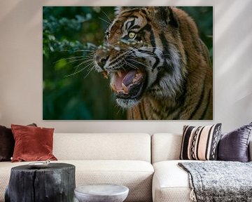 Portret van een Sumatraanse tijger met "Stinkend Gezicht van Edith Albuschat