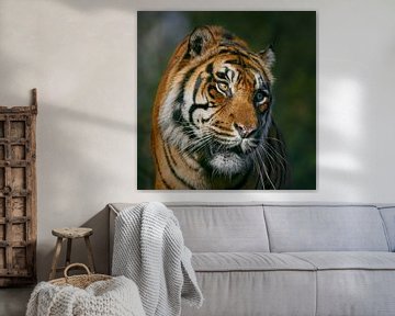 De trotse blik van een tijger van Edith Albuschat