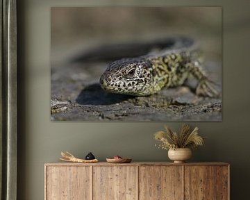 Lizard by Evelyn Dedio–Hofmann