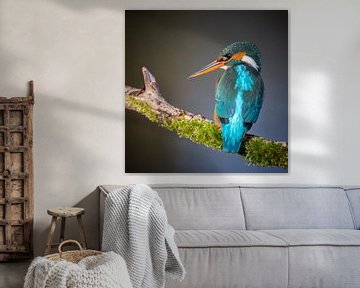 Kingfisher female by Jim De Sitter