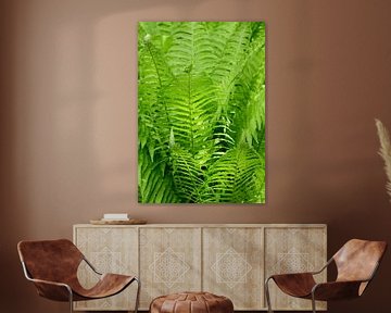 green fern in sunlight by Werner Lehmann