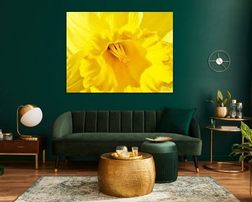 fleur de narcisse jaune sur Werner Lehmann