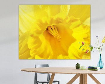 gele narcis bloem van Werner Lehmann