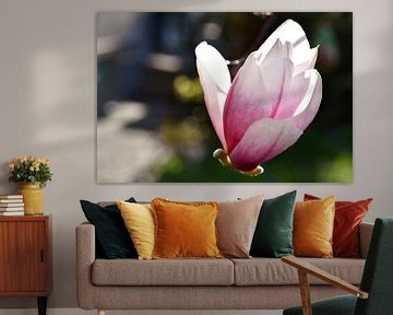 prachtige Alexandrina magnolia bloesems in het zonlicht van Werner Lehmann