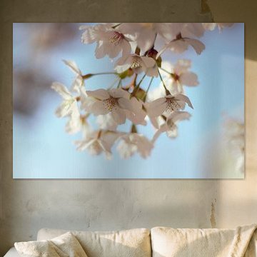 Kirschblüten sakura im frischen Frühlingsmorgenlicht