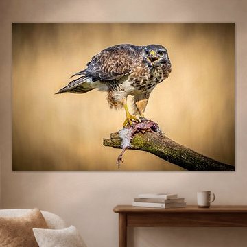 Ein Bussard wacht über seine Beute