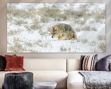 Coyote in de sneeuw van Sjaak den Breeje