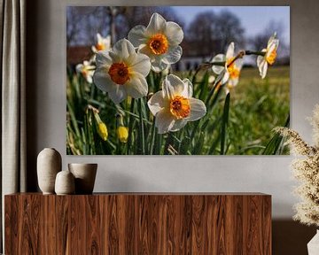 Daffodils by Bram van Broekhoven