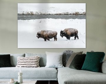 Bisons in the snow by Sjaak den Breeje