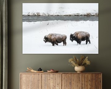 Bisons in de sneeuw van Sjaak den Breeje
