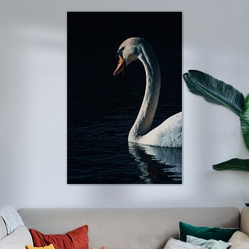 Portret van een zwemmende zwaan