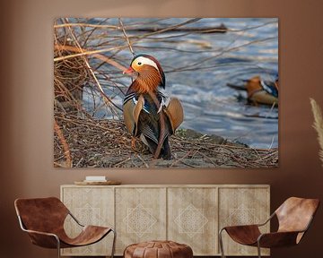 Mandarin Duck by t.ART