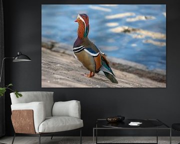 Mandarin duck 3 by t.ART