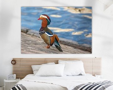 Mandarin duck 4 by t.ART