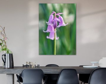 Spaanse Hyacinth van MMFoto