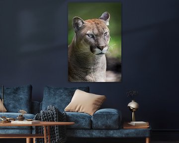 Portrait de cougar sur fond vert sur Barbara Kempeneers