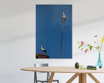Two storks against blue sky, Portugal by Winne Köhn