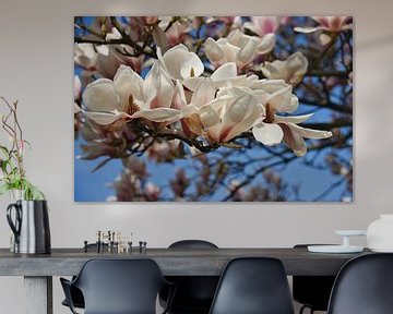 Een bloeiende magnolia op een voorjaarsmiddag